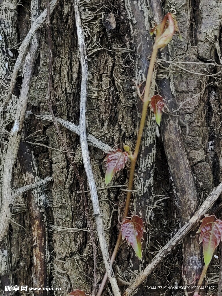 树干旁新生的嫩枝