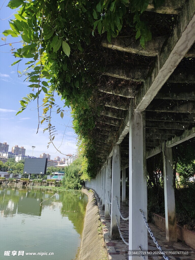 河畔廊架绿意盎然景致