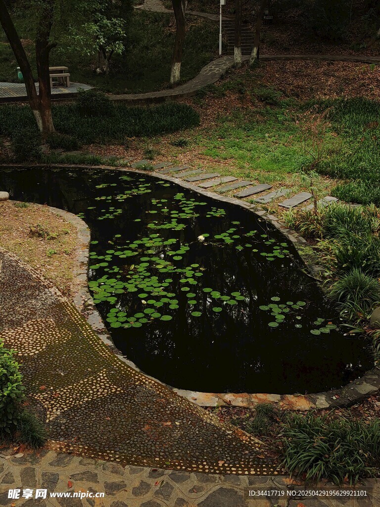静谧小池塘