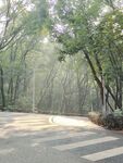 林间阳光洒落的静谧道路