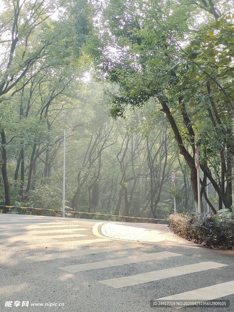 林间阳光洒落的静谧道路