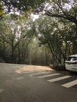 林间道路