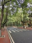 林荫下的城市静谧道路
