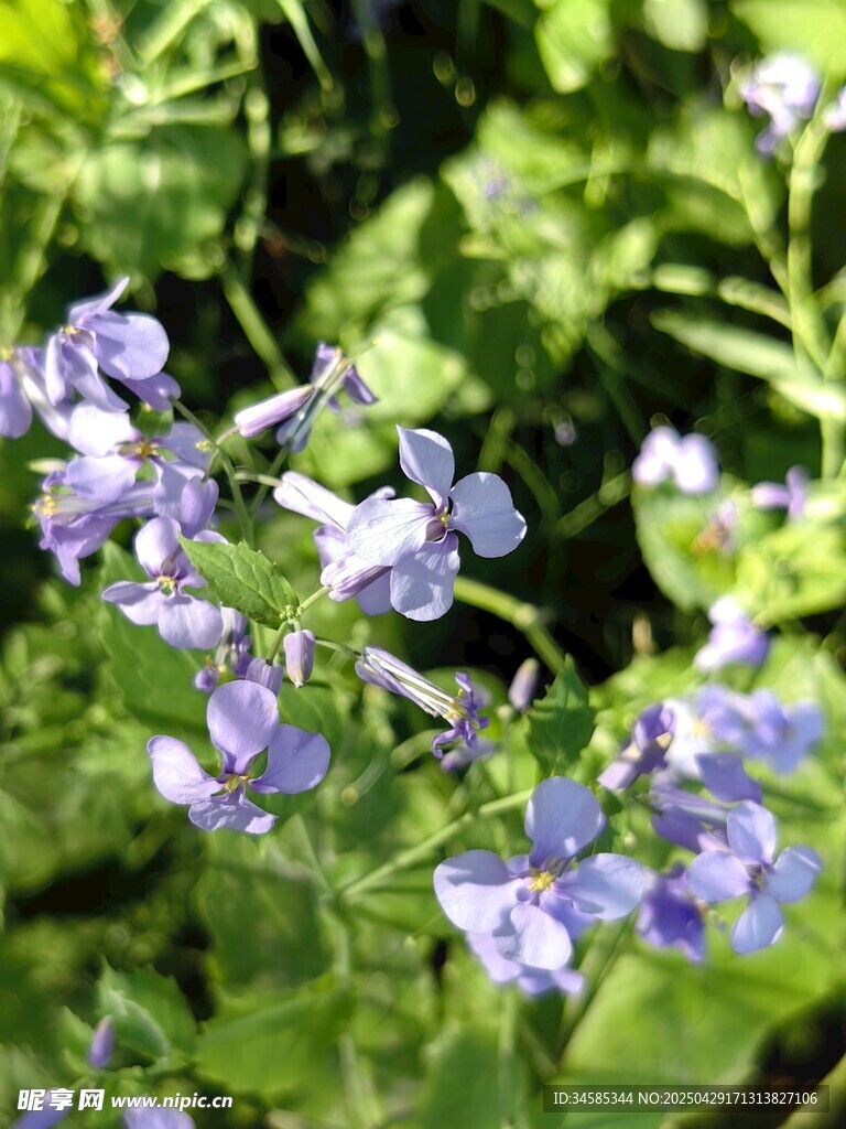 紫色小花绽放绿叶间