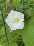 白色牵牛花绽放于绿网间