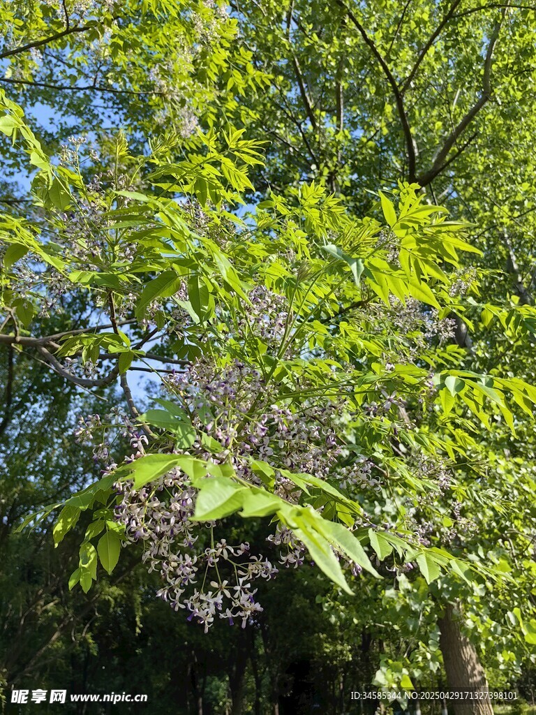 绿叶间的繁茂紫色花簇