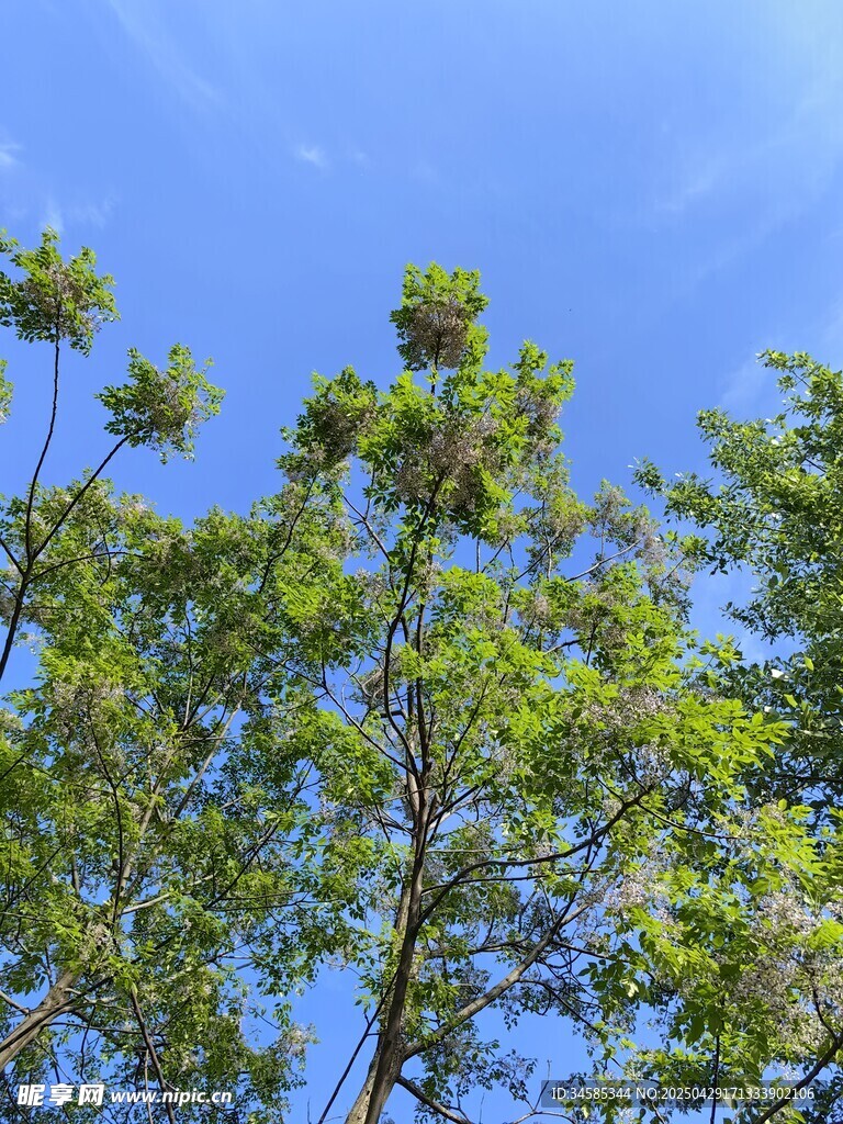 蓝天绿树风景