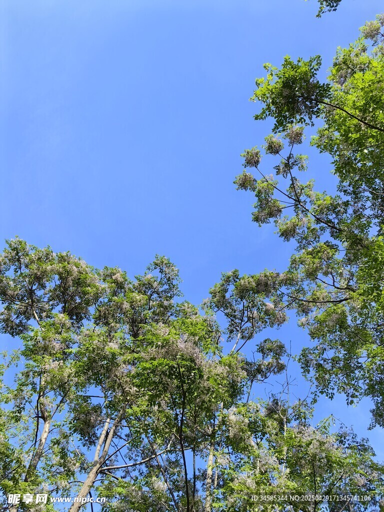蓝天绿树风景