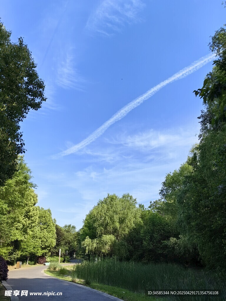 林间小路的清新自然景致