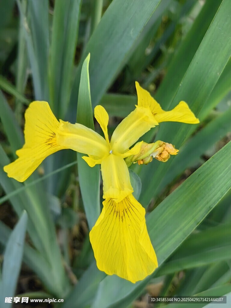 黄色鸢尾花绽放