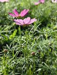 粉色格桑花绽放于绿草间