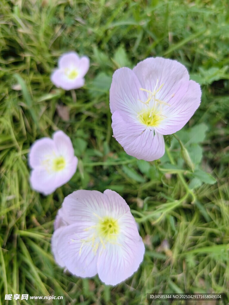 草地上的淡雅月见草