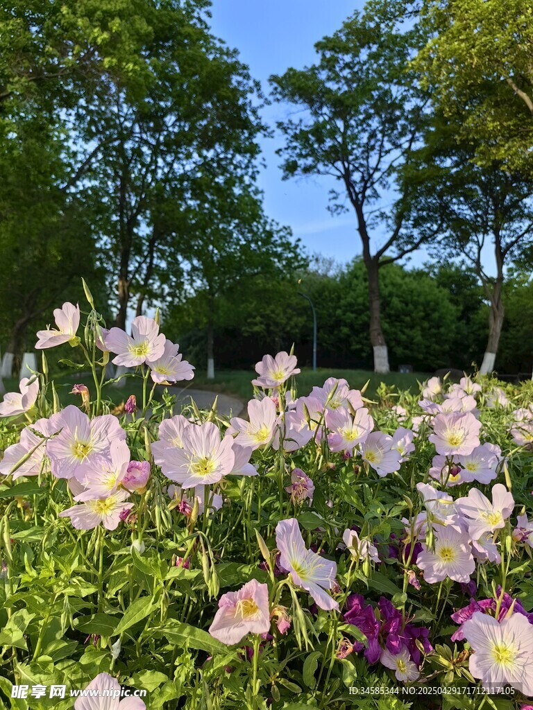 花海烂漫 多彩花卉绽放