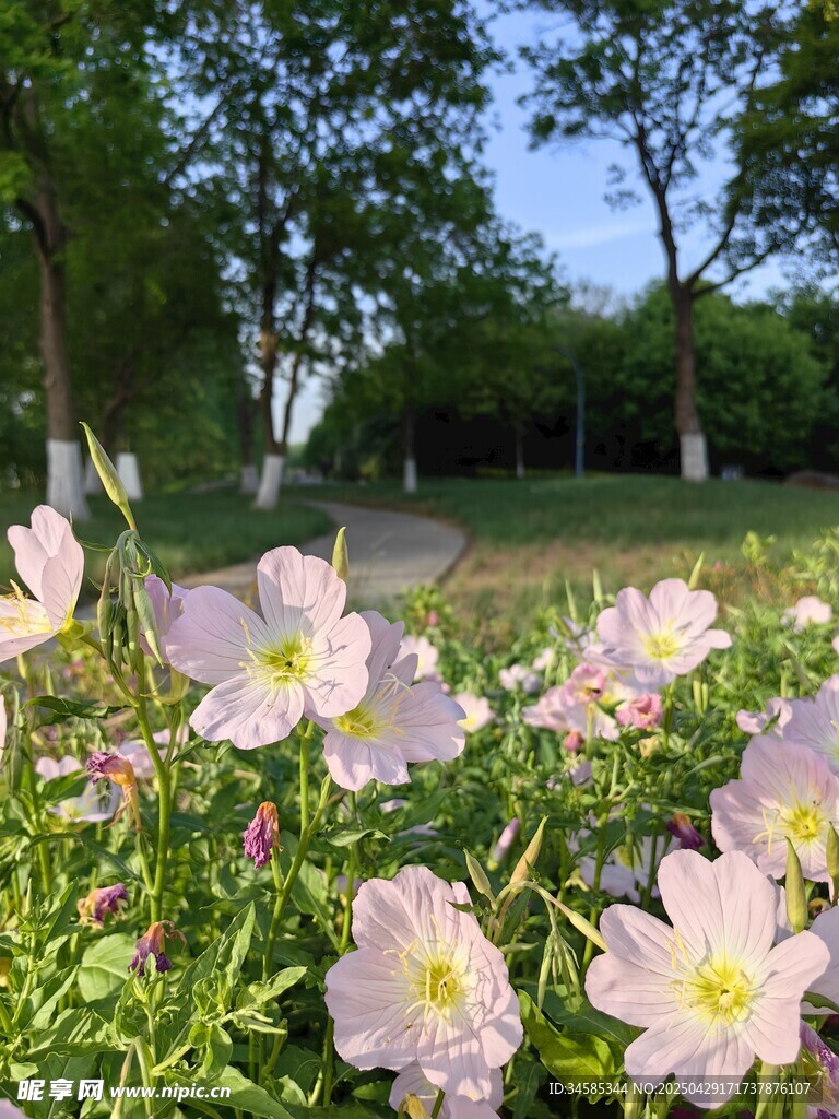 春日月见花盛开的美丽景致