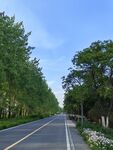 林荫大道风景如画