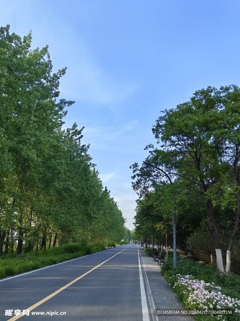 林荫大道风景如画