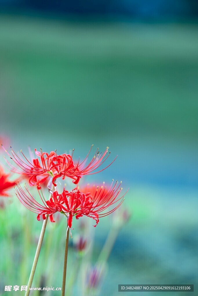 娇艳红花绽放于自然间