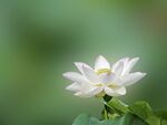 洁白荷花绽放绿意间