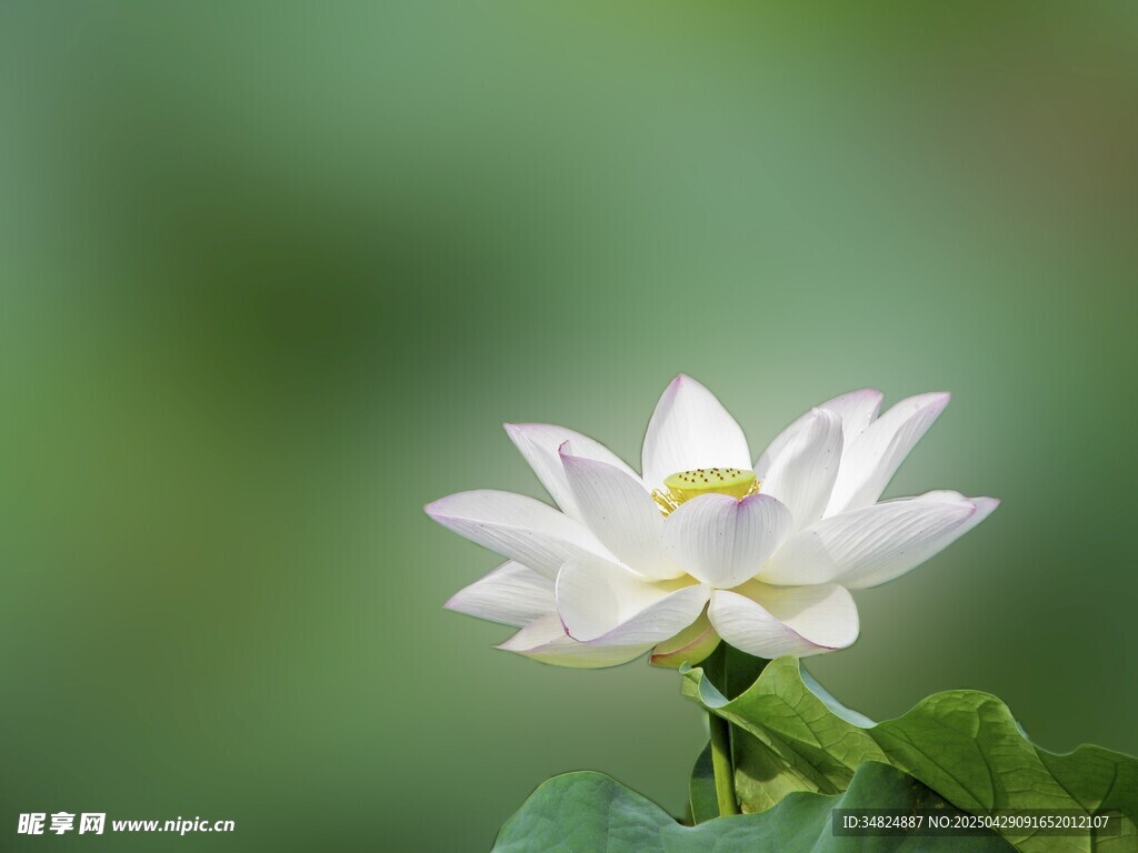 洁白荷花绽放绿意间