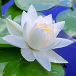 洁白睡莲绽放于绿叶间