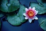 水中绽放的美丽睡莲
