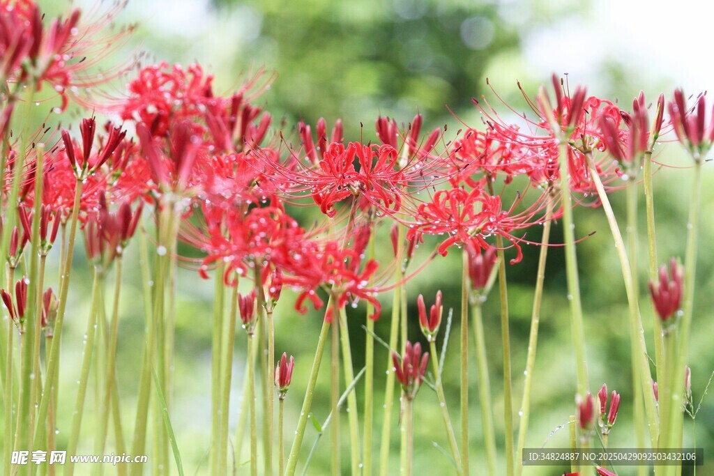 艳丽红花绽放于绿野间