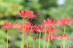 艳丽彼岸花绽放于绿野
