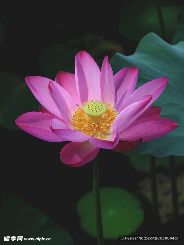 娇艳盛开的粉色荷花