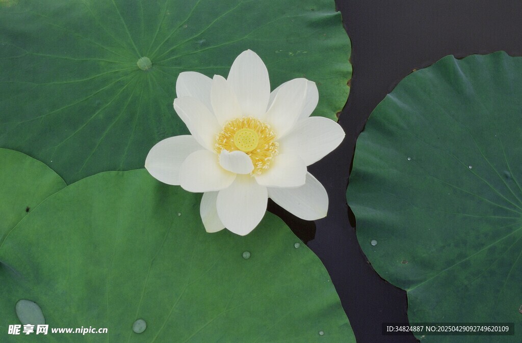 洁白荷花绽放于绿叶间