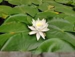 水中白睡莲绽放