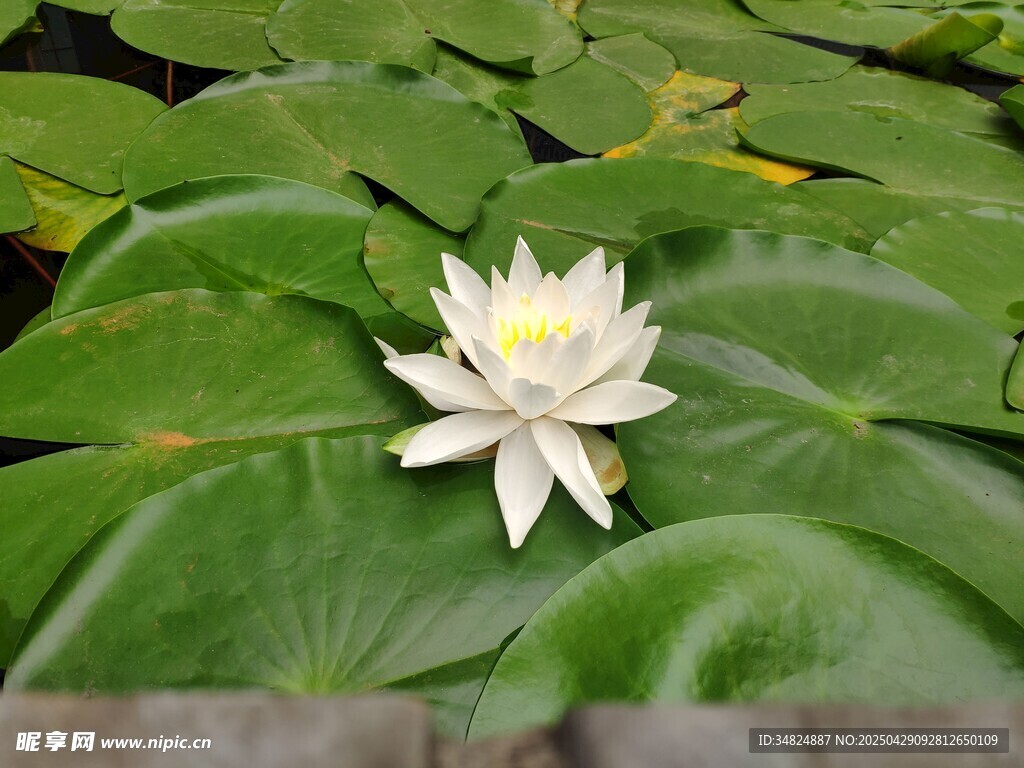 水中白睡莲绽放