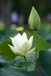洁白荷花与翠绿花苞