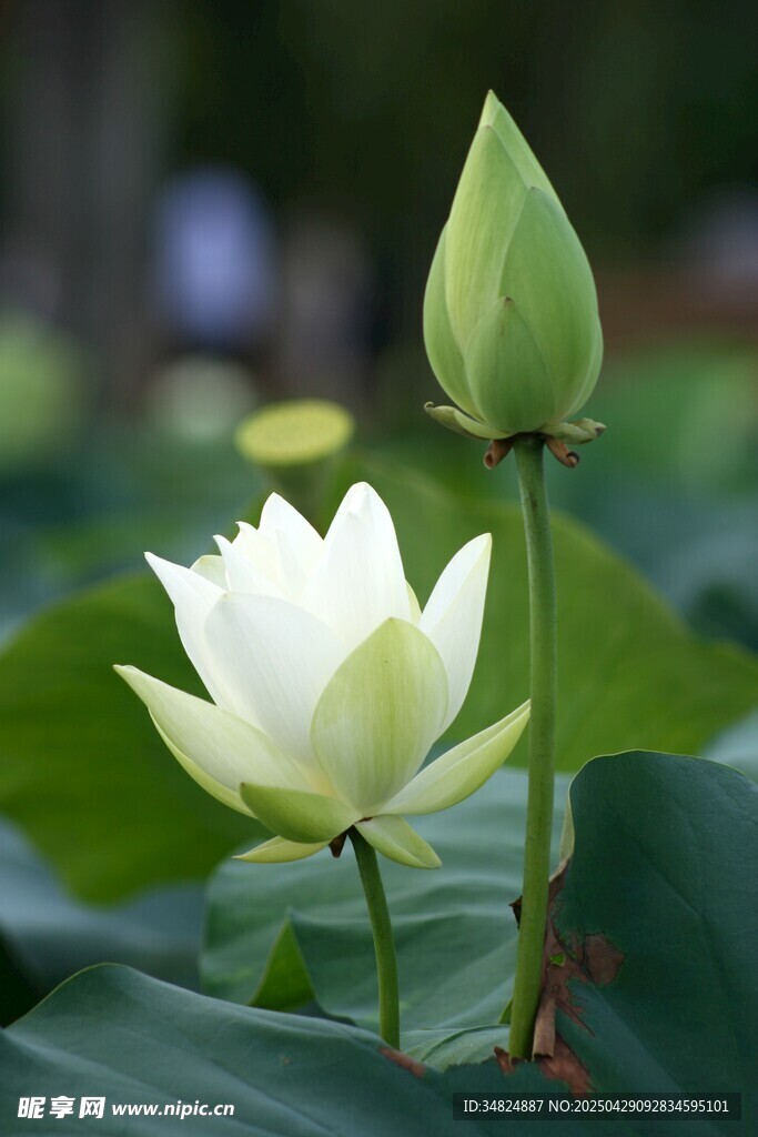 洁白荷花与翠绿花苞