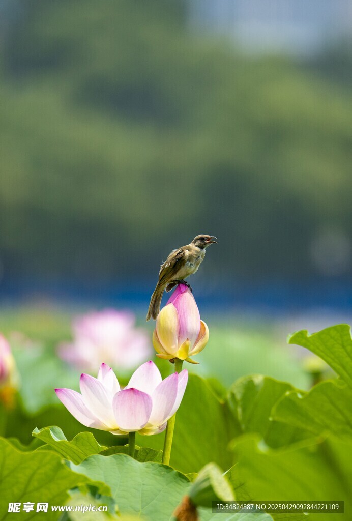荷花上的小鸟