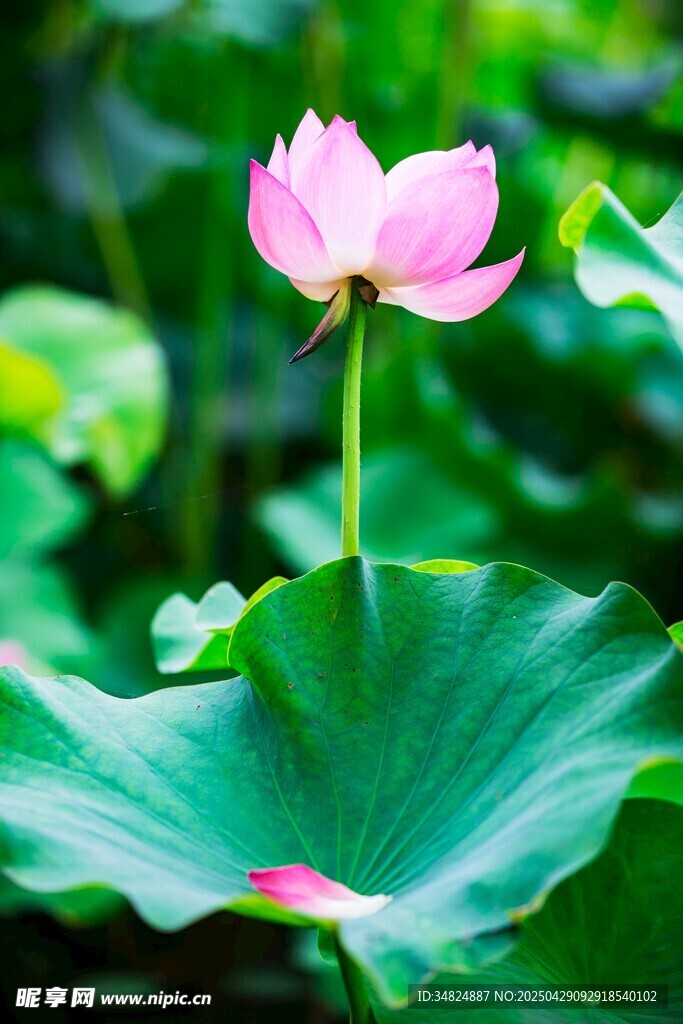 娇艳荷花绽放于绿叶间