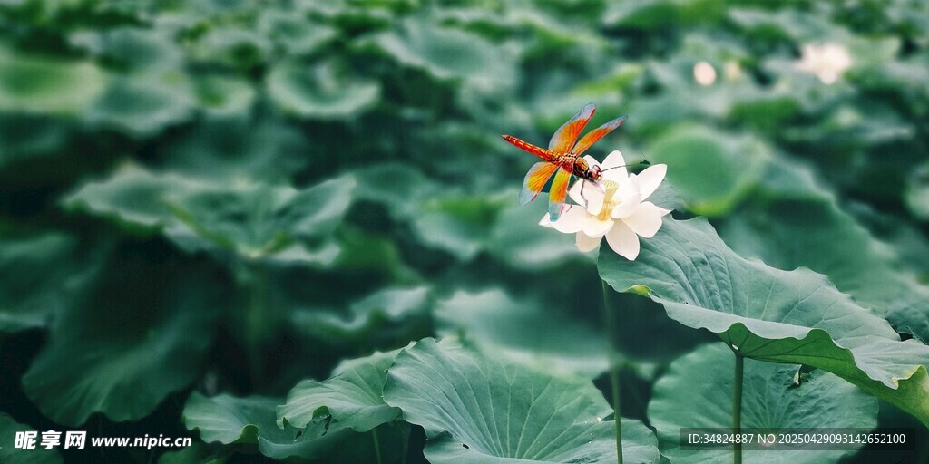 荷花上的蝴蝶