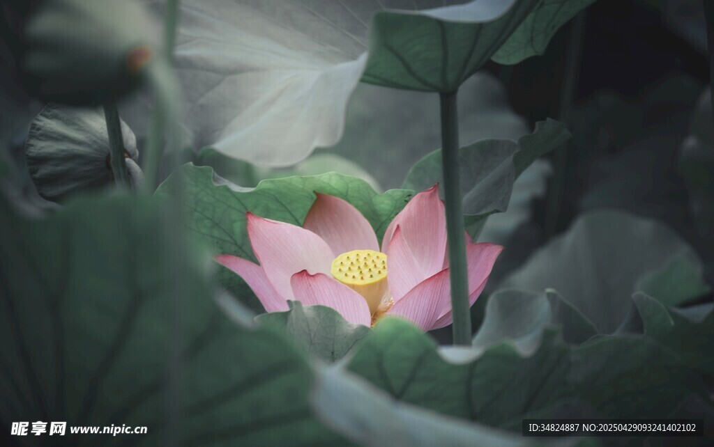 娇艳荷花绽放于绿叶间