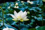 洁白荷花绽放于绿叶间