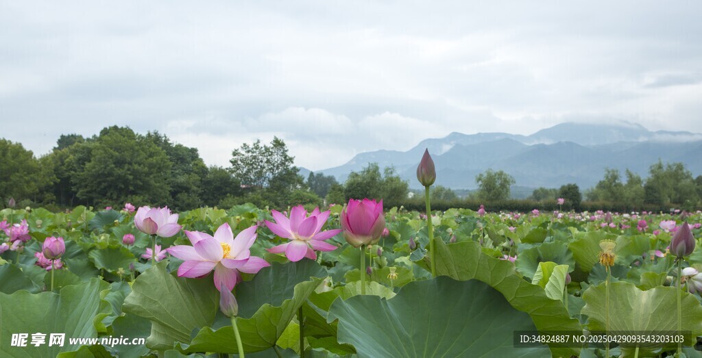 夏日荷塘美景