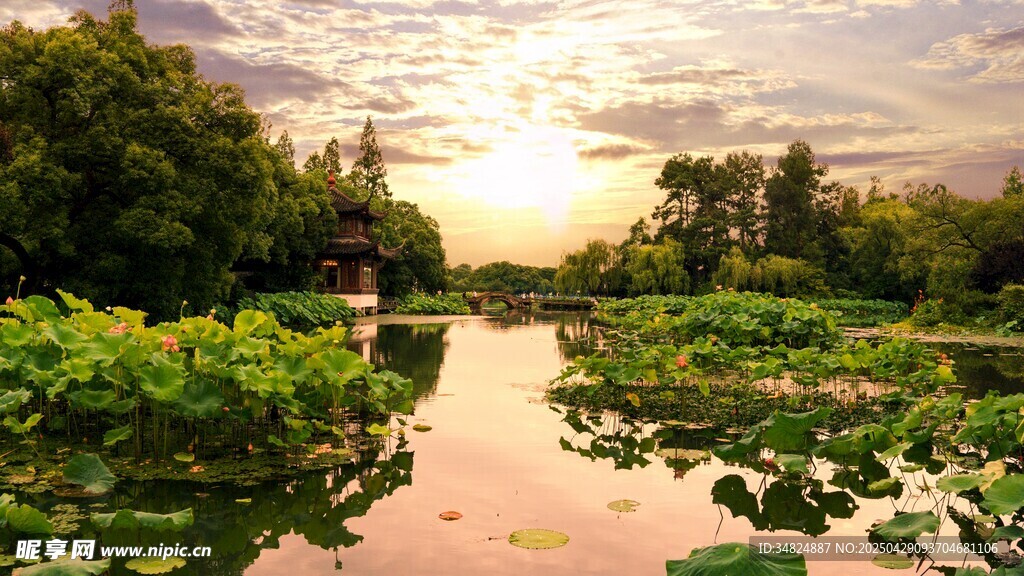 夕阳下的荷塘美景