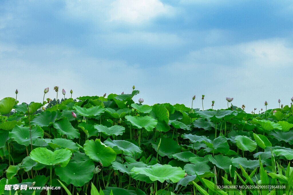 夏日荷塘绿意盎然