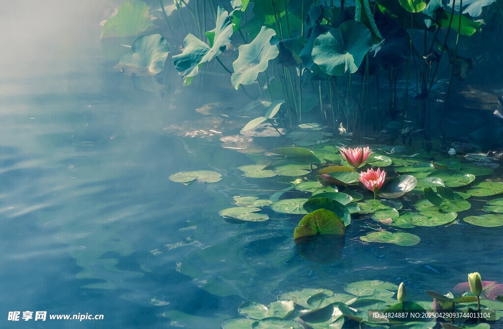 荷塘晨景 睡莲漂浮