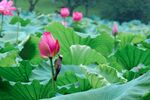 娇艳荷花绽放于绿叶间