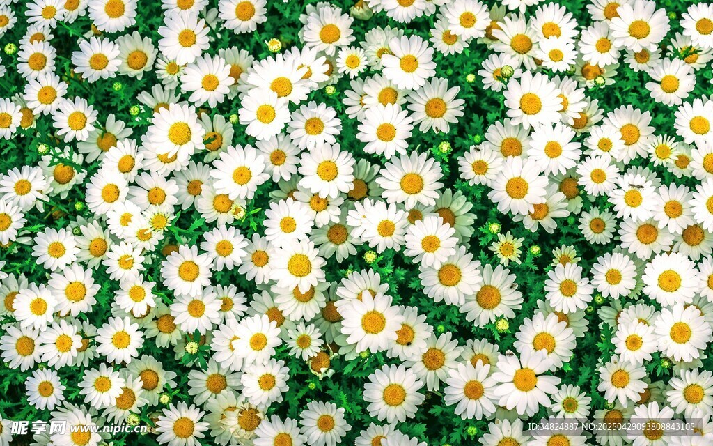 小雏菊花卉背景图