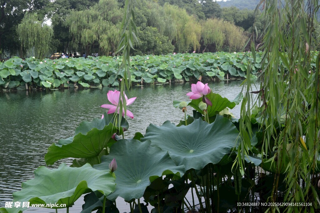 荷塘荷花绽放美景