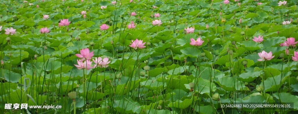 粉色荷花绽放于绿叶间