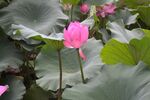 娇艳荷花绽放于绿叶间