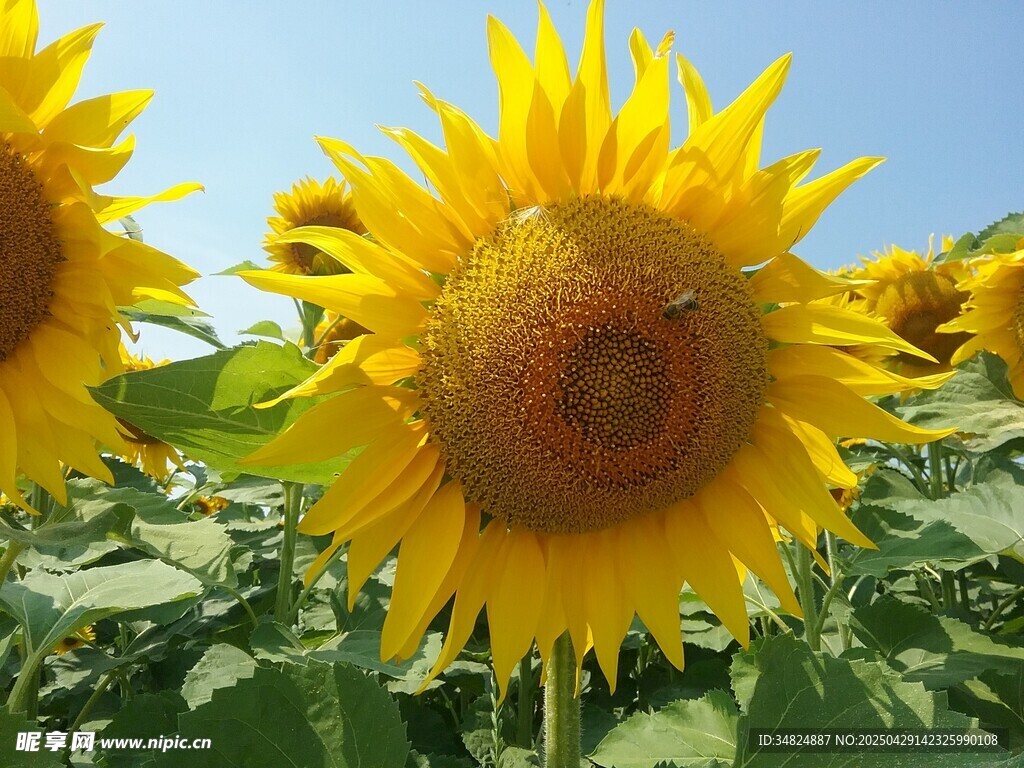 向日葵花海中的灿烂花朵