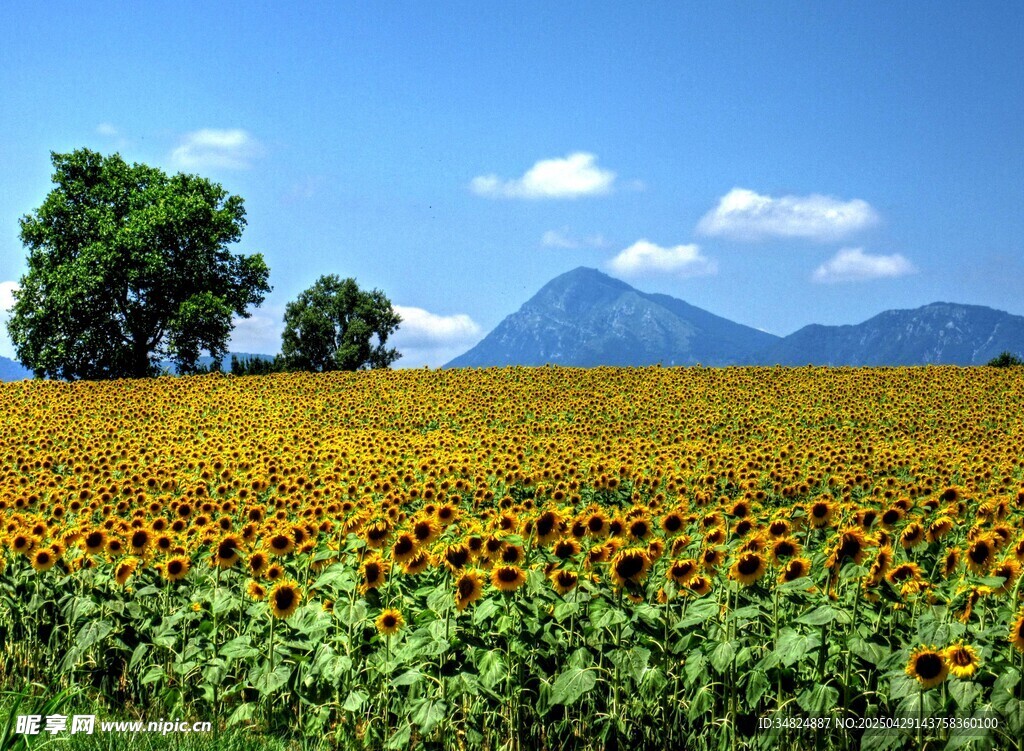 金黄向日葵田与远山美景