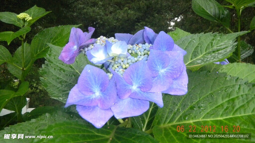 蓝紫色绣球花绽放